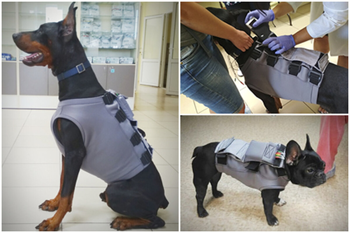 Суточный мониторинг сердечного ритма мелких домашних животных