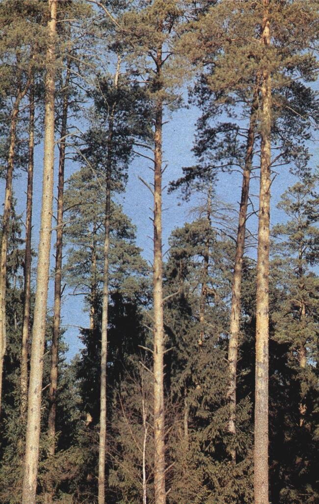 Pine forest   http://lenin-pam.narod.ru/les_petrov.zip