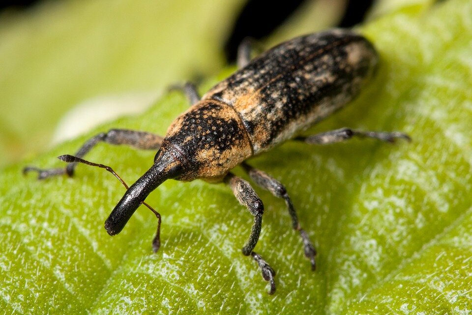 https://pixabay.com/photos/weevil-bug-insect-543582/