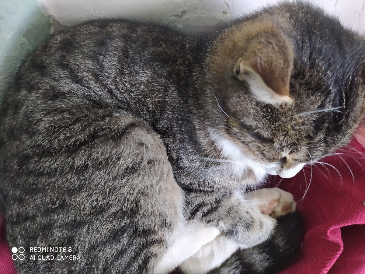 Котик
