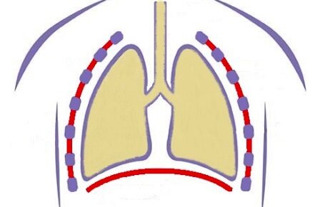 Межреберные мышцы и диафрагма