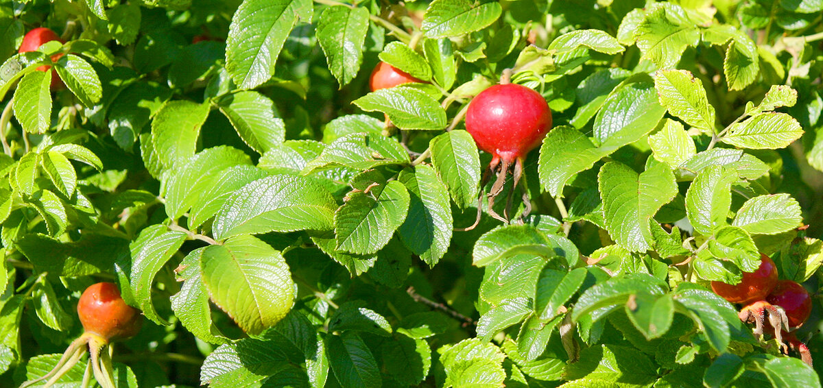 Шиповник , на мой взгляд, одно из самых недооцененных лекарственных  растений, настои и отвары которого хорошо показывают себя в противовирусной терапии. Сушеные плоды шиповника хорошо хранятся