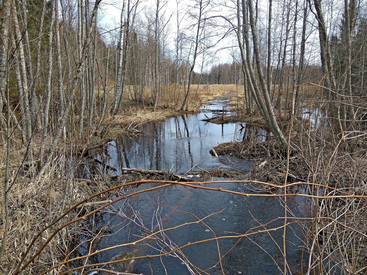 река ящера мшинская