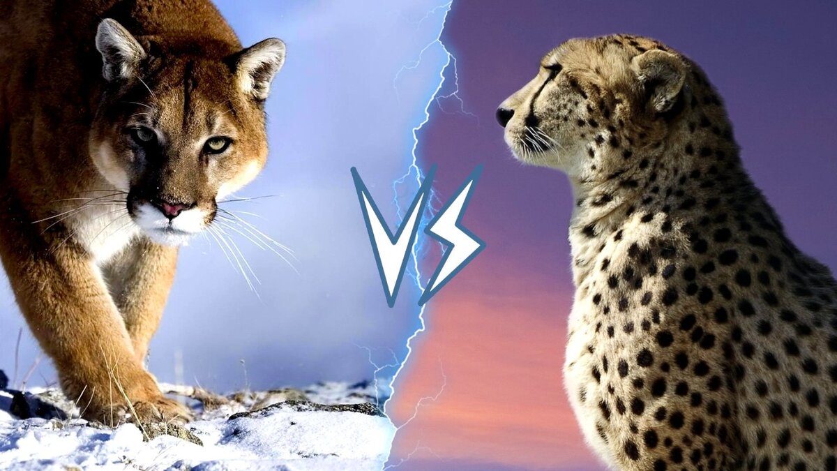 Кто же сильнее пума или гепард? | Всё о животном мире | Дзен