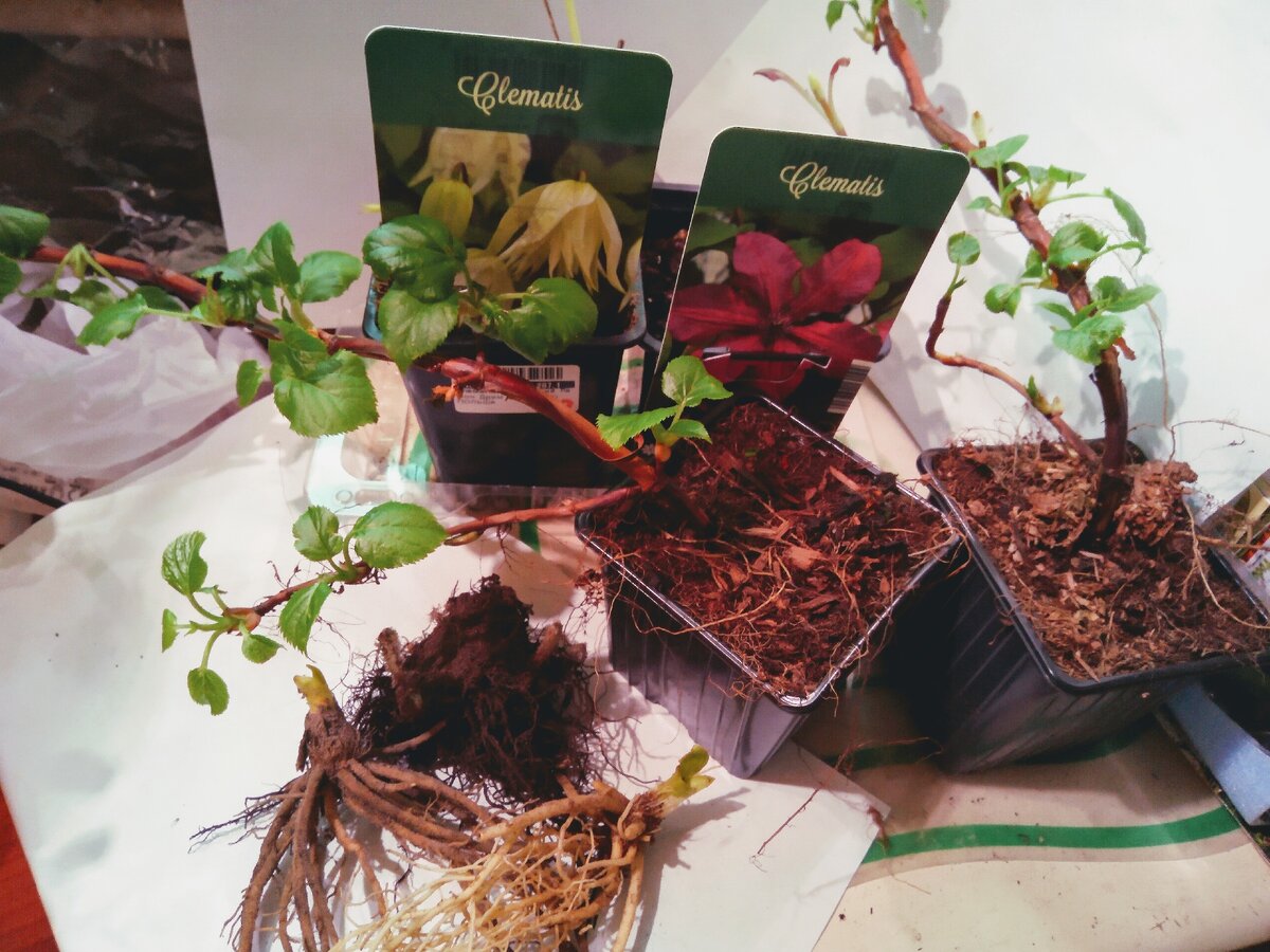 Что было в посылке