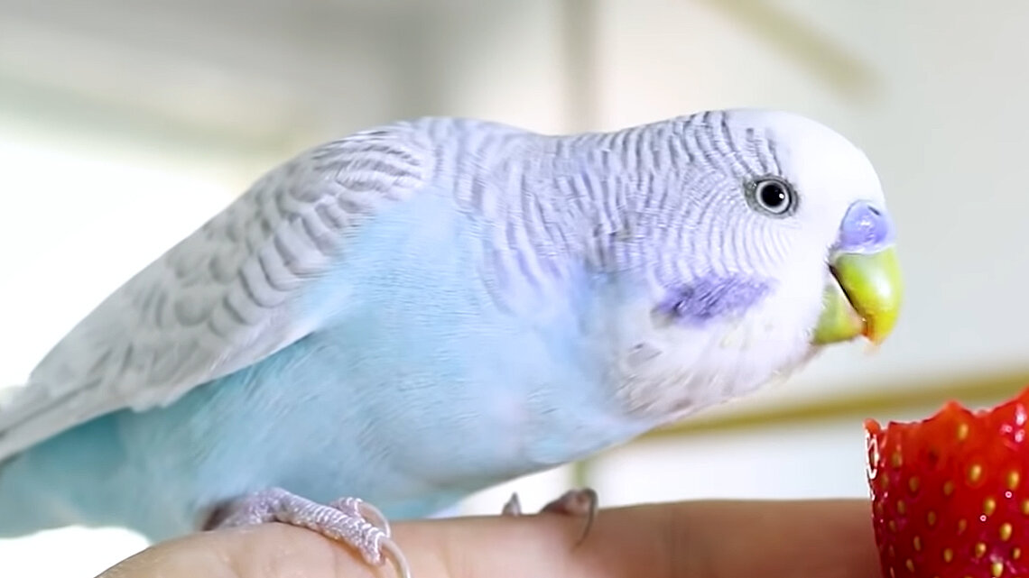 Попугаи нас связали. Волнистый попугай размер. Птенцы волнистых попугаев рождаются. Волнистый попугай теплокровный. Волнистый попугай долгожитель.