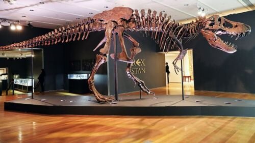 Скелет тираннозавра по имени Стэн побил рекорд окаменелостей динозавров: на аукционе продано 24,5 миллиона фунтов стерлингов
