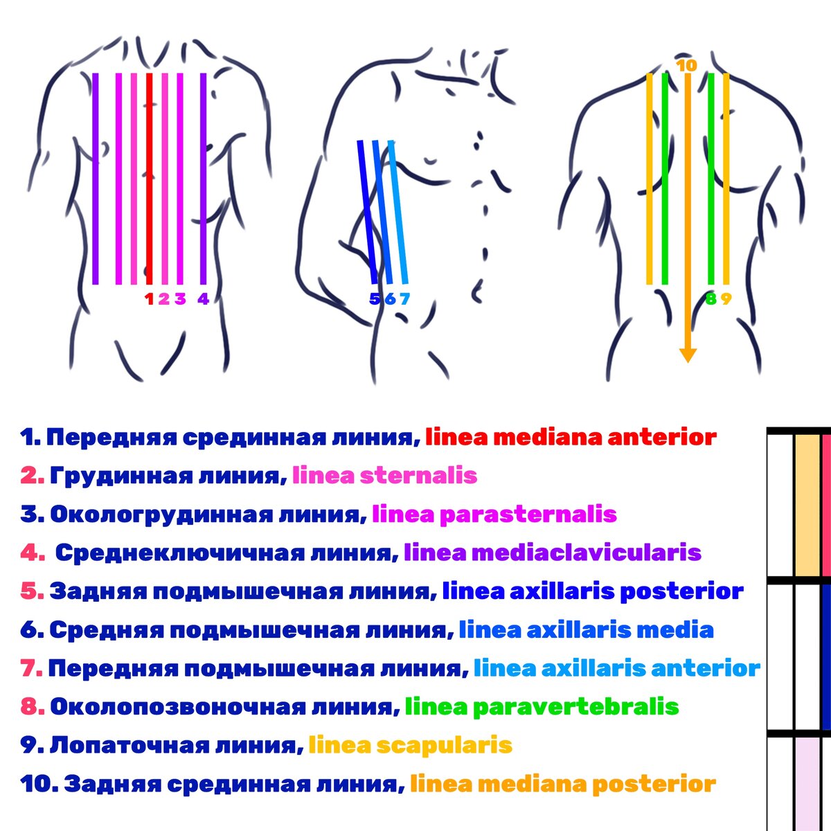 Что означает вертикальная линия. Оси тела и условные линии. Вертикальные линии тела. Вертикальные линии на теле человека. Условные топографические линии на теле человека.