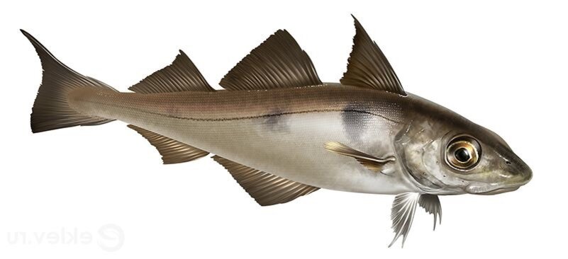 Пишка с черной полосой. 