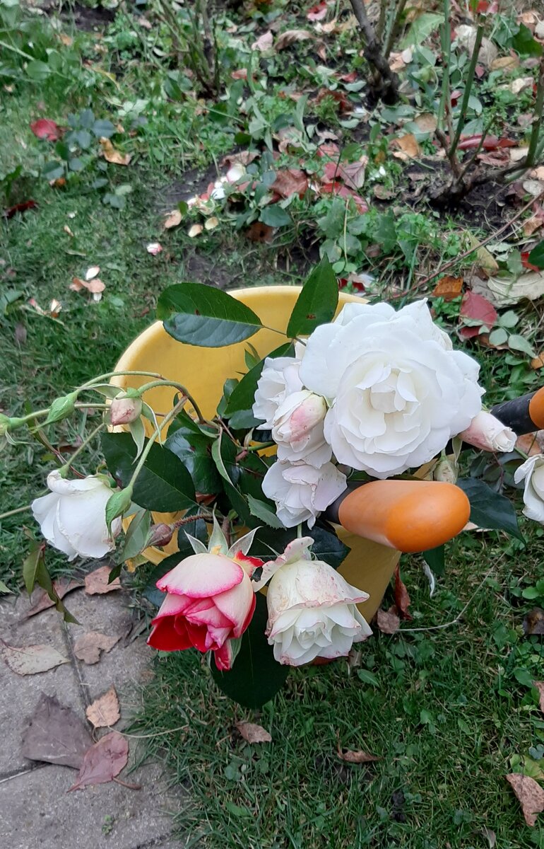 Обрезаю розы. 
