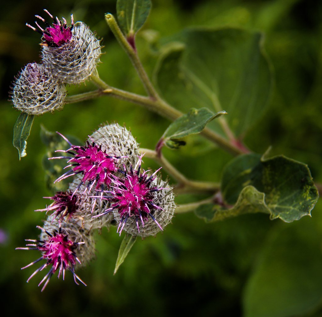 Сила живой природы