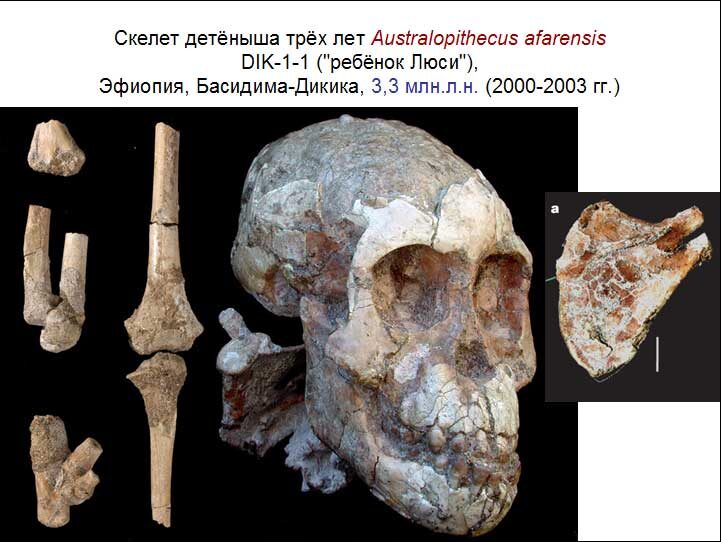Скелет детеныша найденного в Эфиопии в пещере "Басидима-Дикика, 3-3 млн.н. 