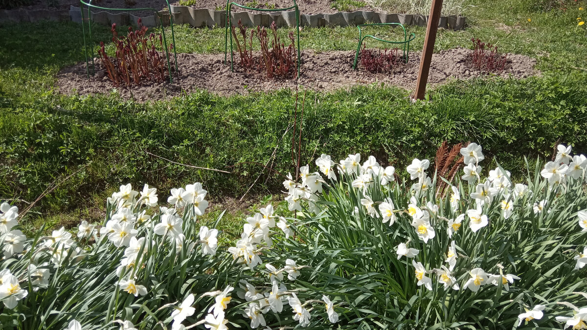 А это ранние нарциссы они цветут очень обильно