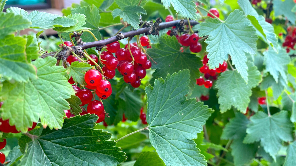 Чтобы не занимать много места в кладовке, я варю концентрированный ...