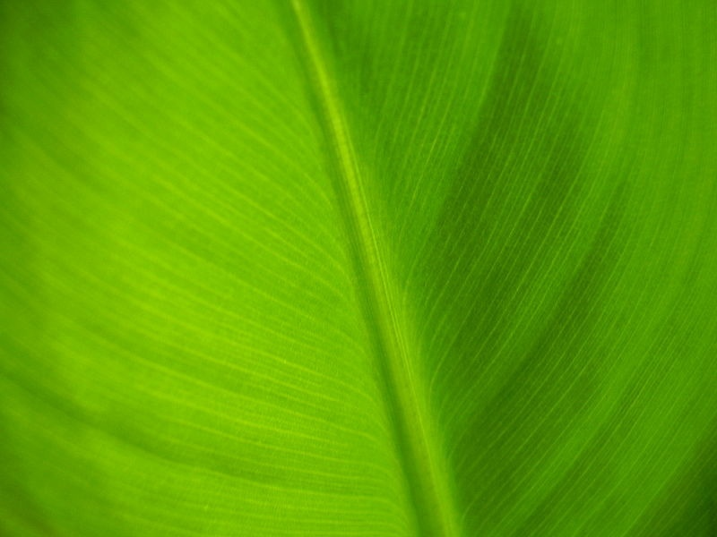 Стало ли Вам спокойнее от этой картинки? Как зеленый цвет повлиял на Вас?..