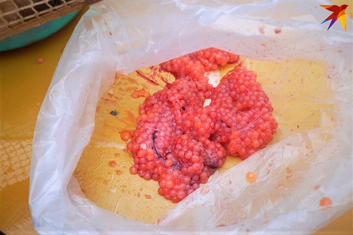 Ястыки Фото: ИА «КП-Сахалин»