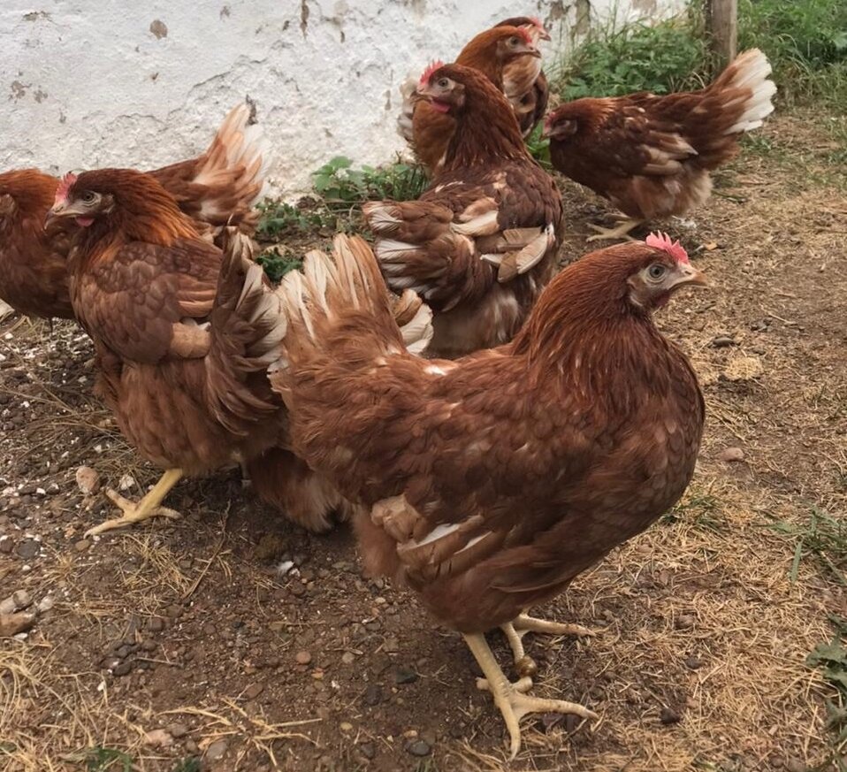 Пермские курицы. Авито пермь несушки. Авито пермь несушки. Ломан браун и кубанская красная. Куры несушки ломан браун.