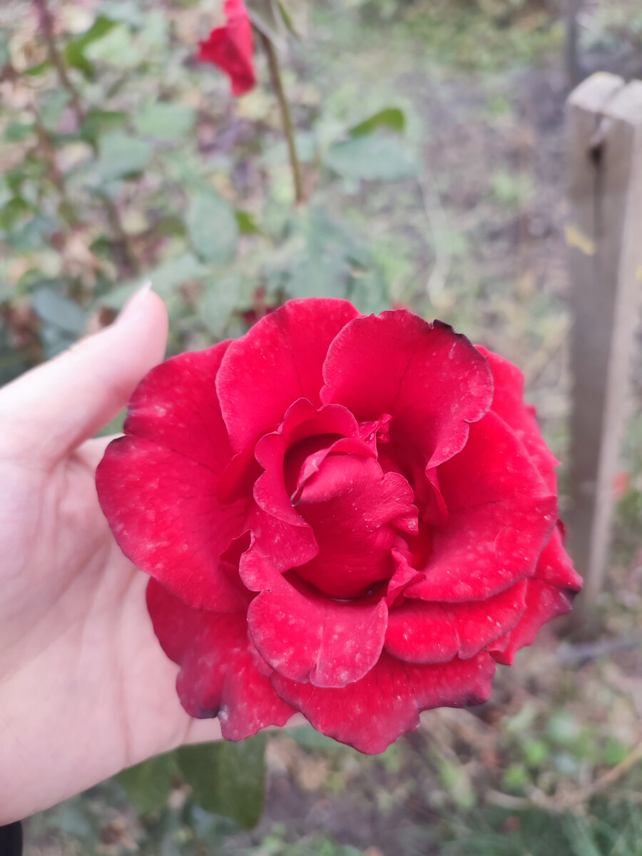 Каждый день выкладываю по одному интересному факту, когда вас будет 100 будет ещё больше интересного, подписывайся и оставайся на интересной стороне🤯🤯