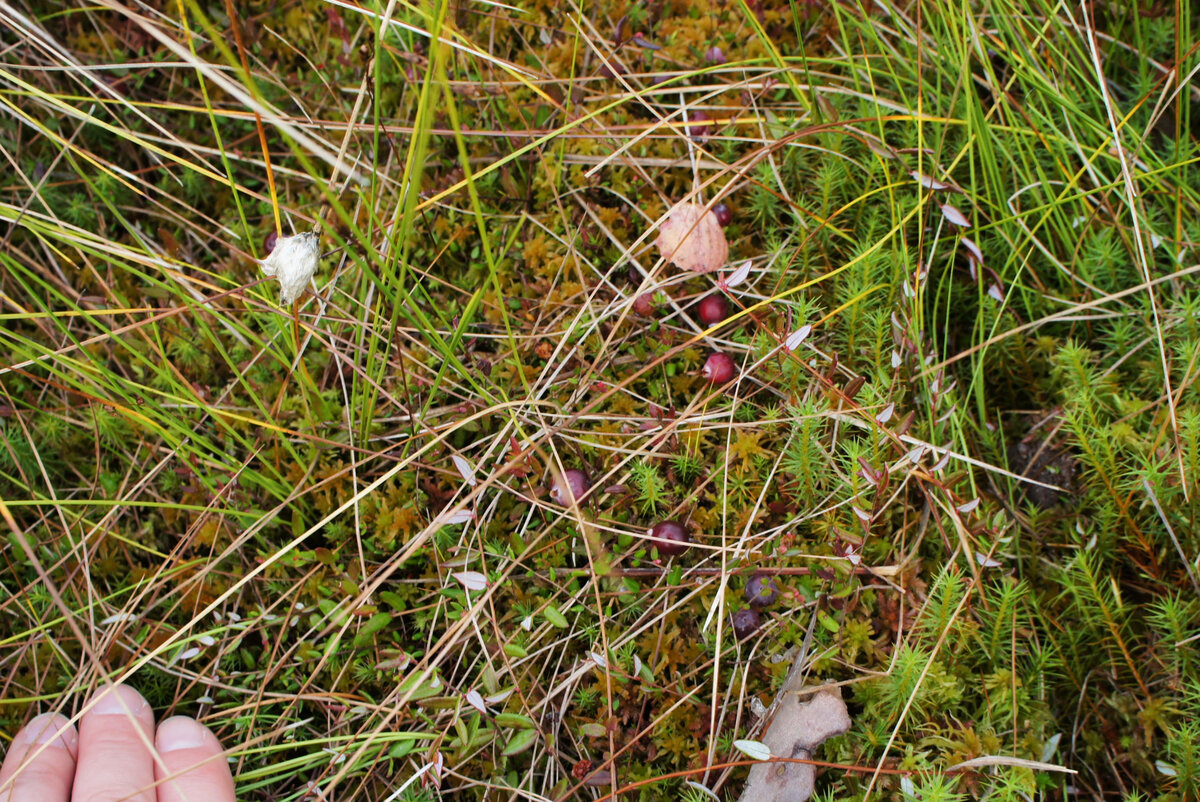 Лес, озеро и каменные руины. Поход одного дня по Гладышевскому ...