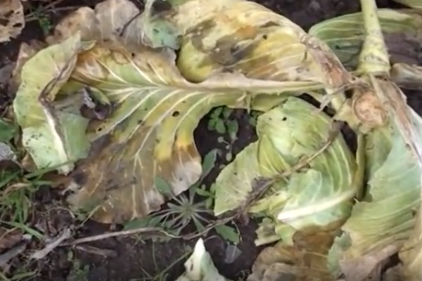 Остатки капусты создают очаги возникновения заболеваий. Скрин фото автора.