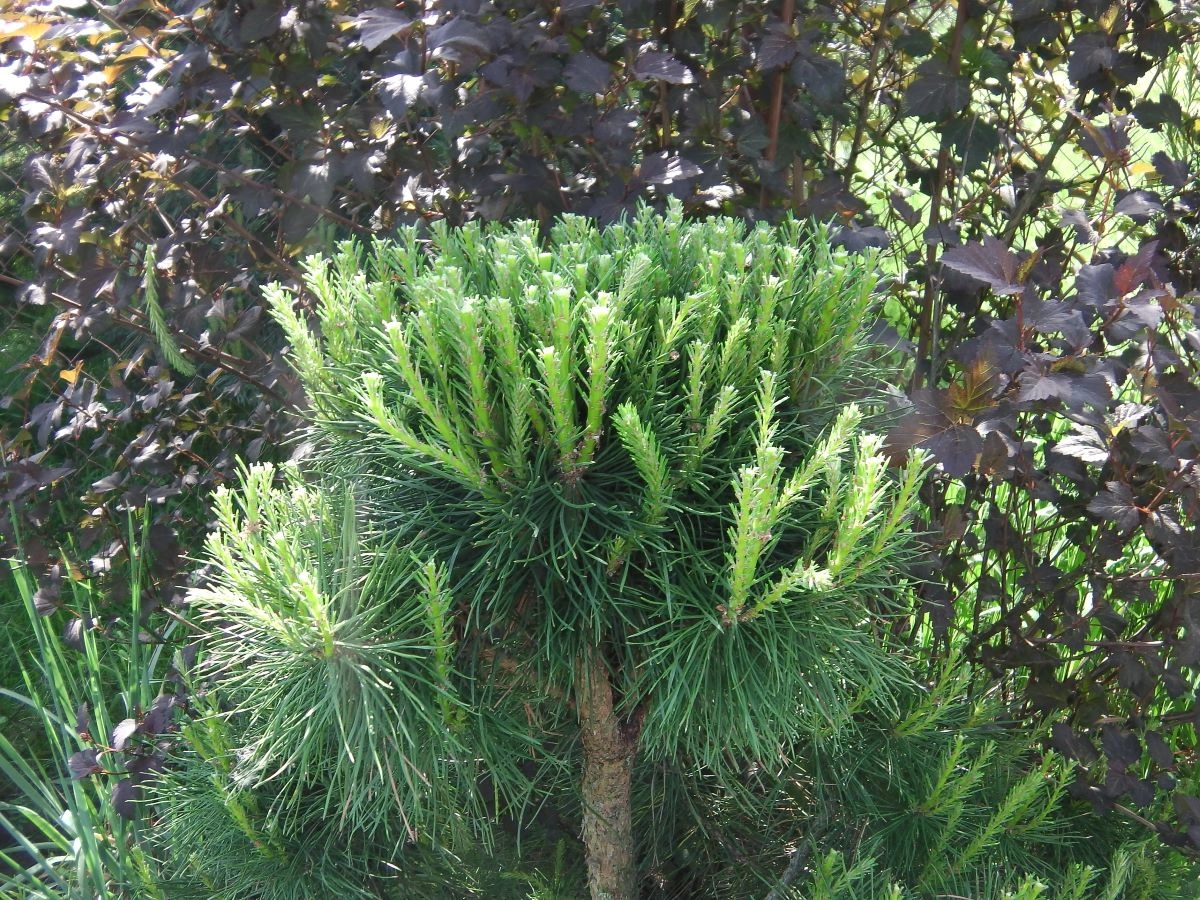 Стрижка сосны. Фото автора