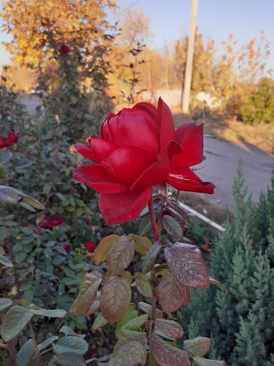 Эмоциональный интеллект