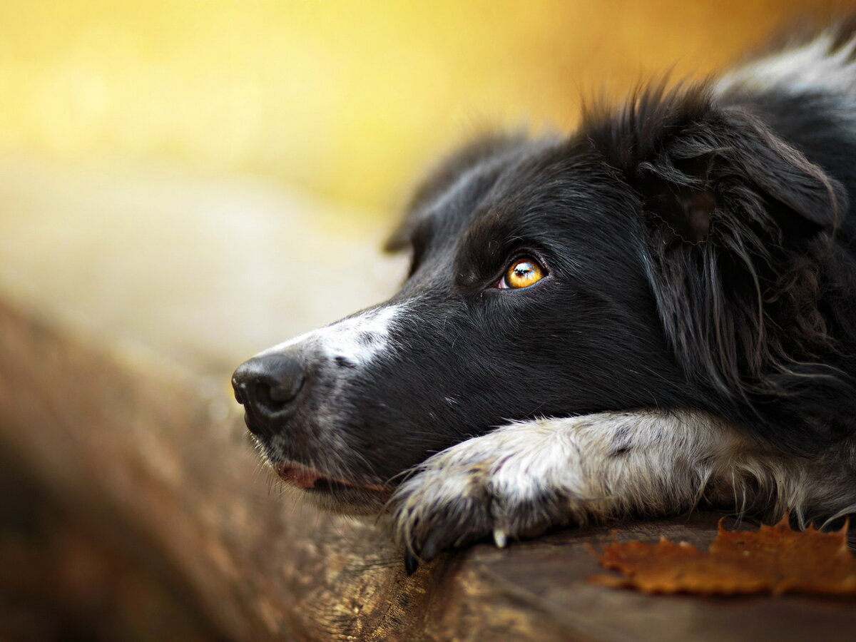 Фото из свободного доступа сети Интернет