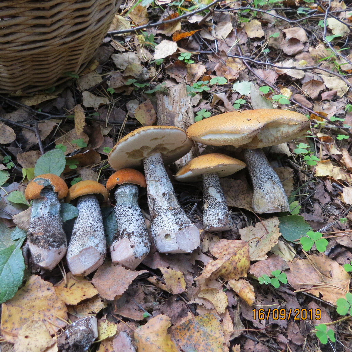 Грибы красивые. хорошие, плотные и почти не червивые особенно осенью.