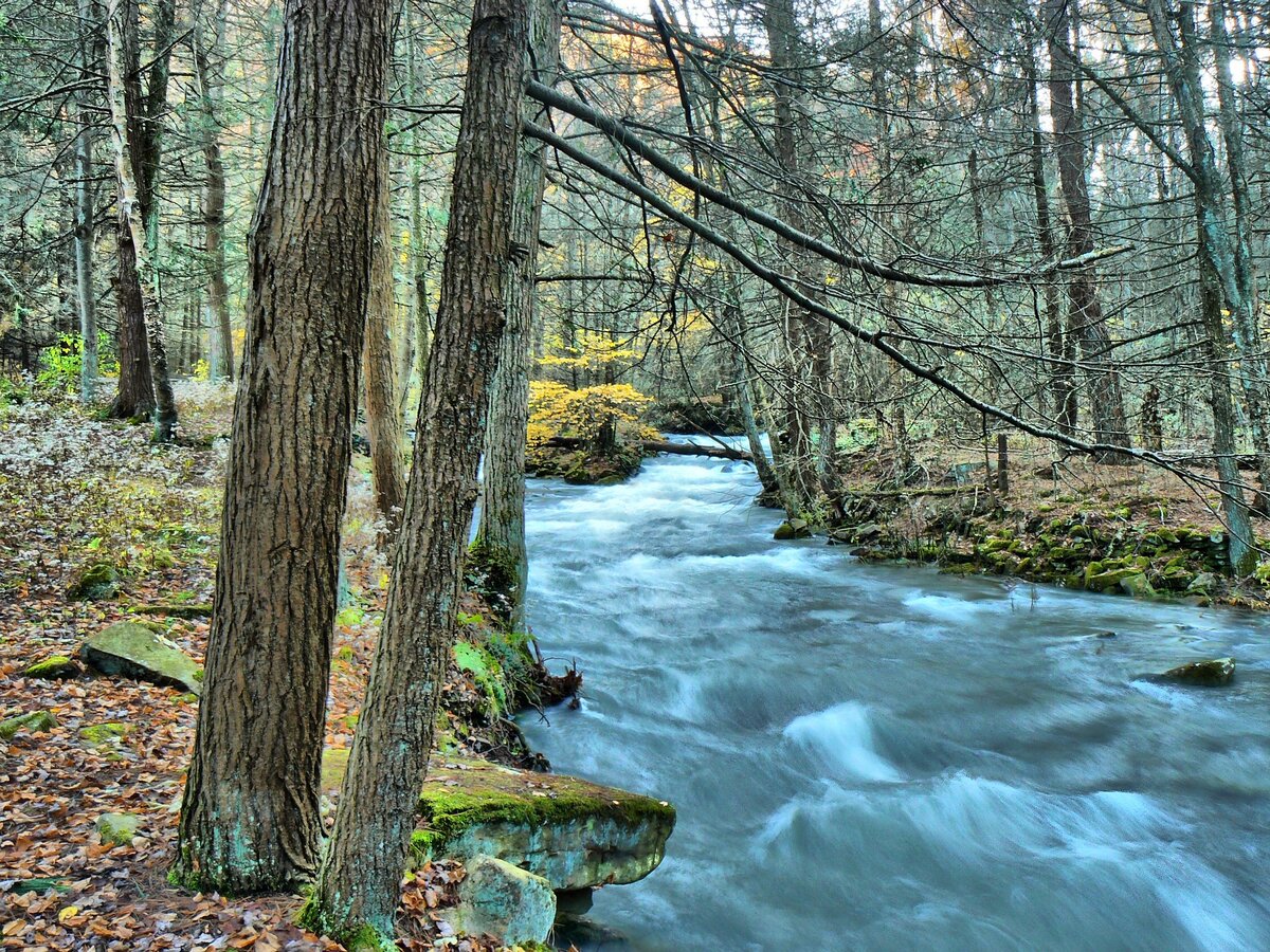 Фото qtree с сайта Pixabay 