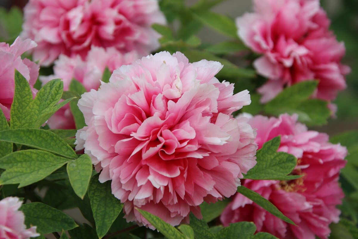 Пион древовидный