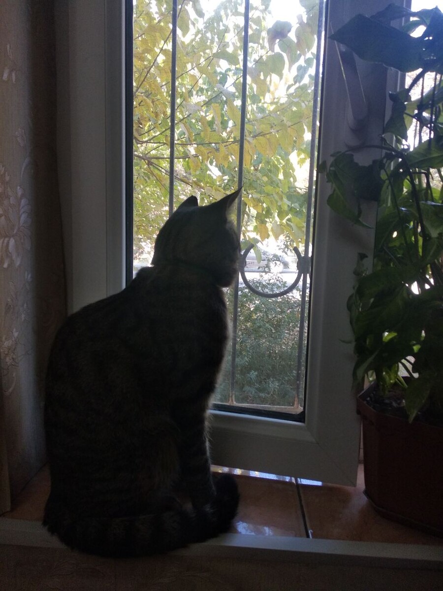 В ожидании любимых хозяев