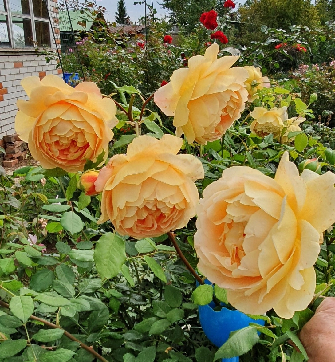 Мои саженцы роз растут быстро и живут долго, рад что мои труды приносят радость людям 🌹