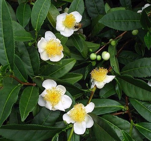 Фото Tropics Seeds