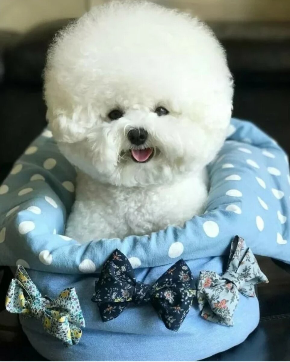 Это бишон фризе фото из интернета