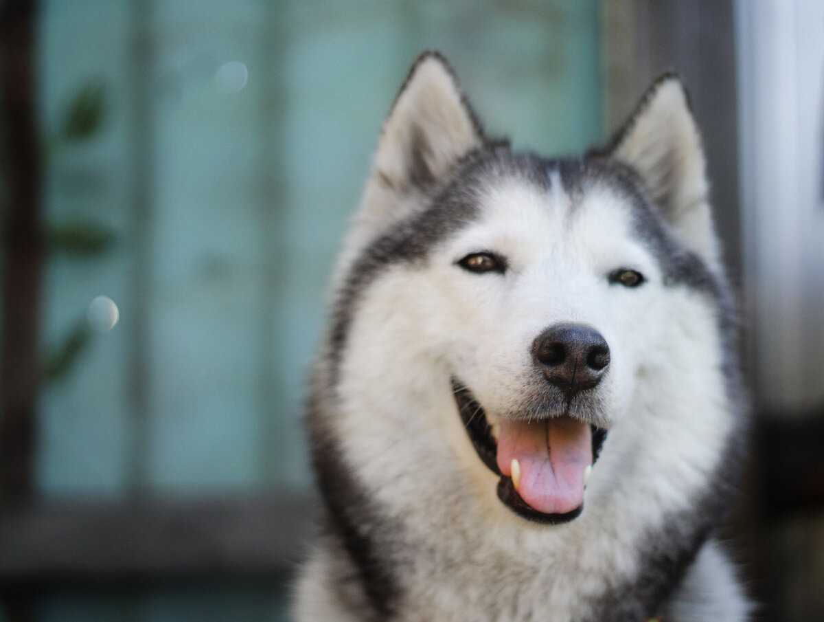 In dogs we trust дзен