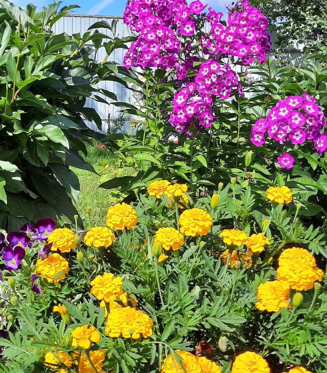 21 однолетний. Цветы однолетки галакси. Цветы космея ноготки. Смесь однолетников. Цветы однолетки галакси.