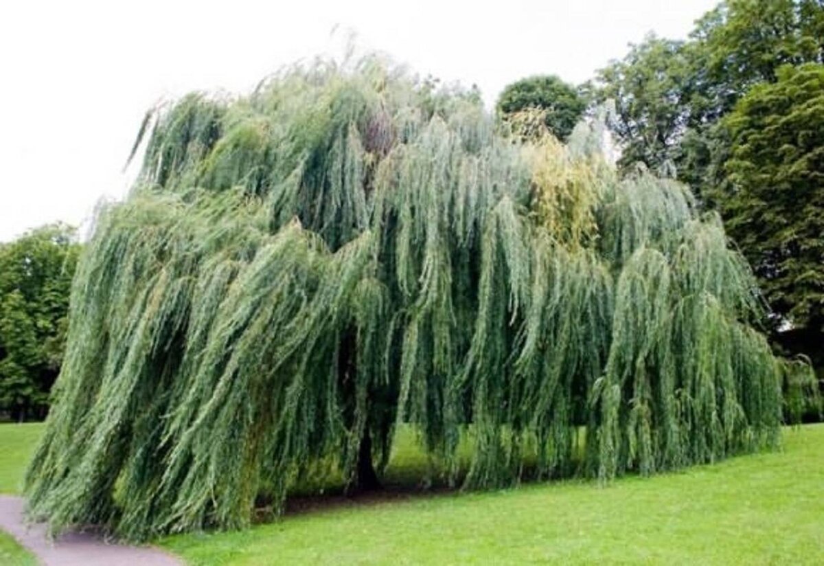 Ива — слабое и легкое дерево, которое знакомо каждому