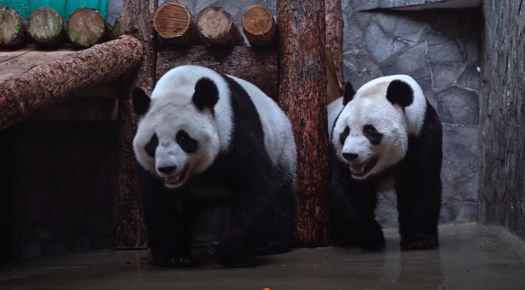 Звезды Московского зоопарка панды Жуи и Диндин привыкают к роли родителей.  Фото и видео | РИАМО | Дзен