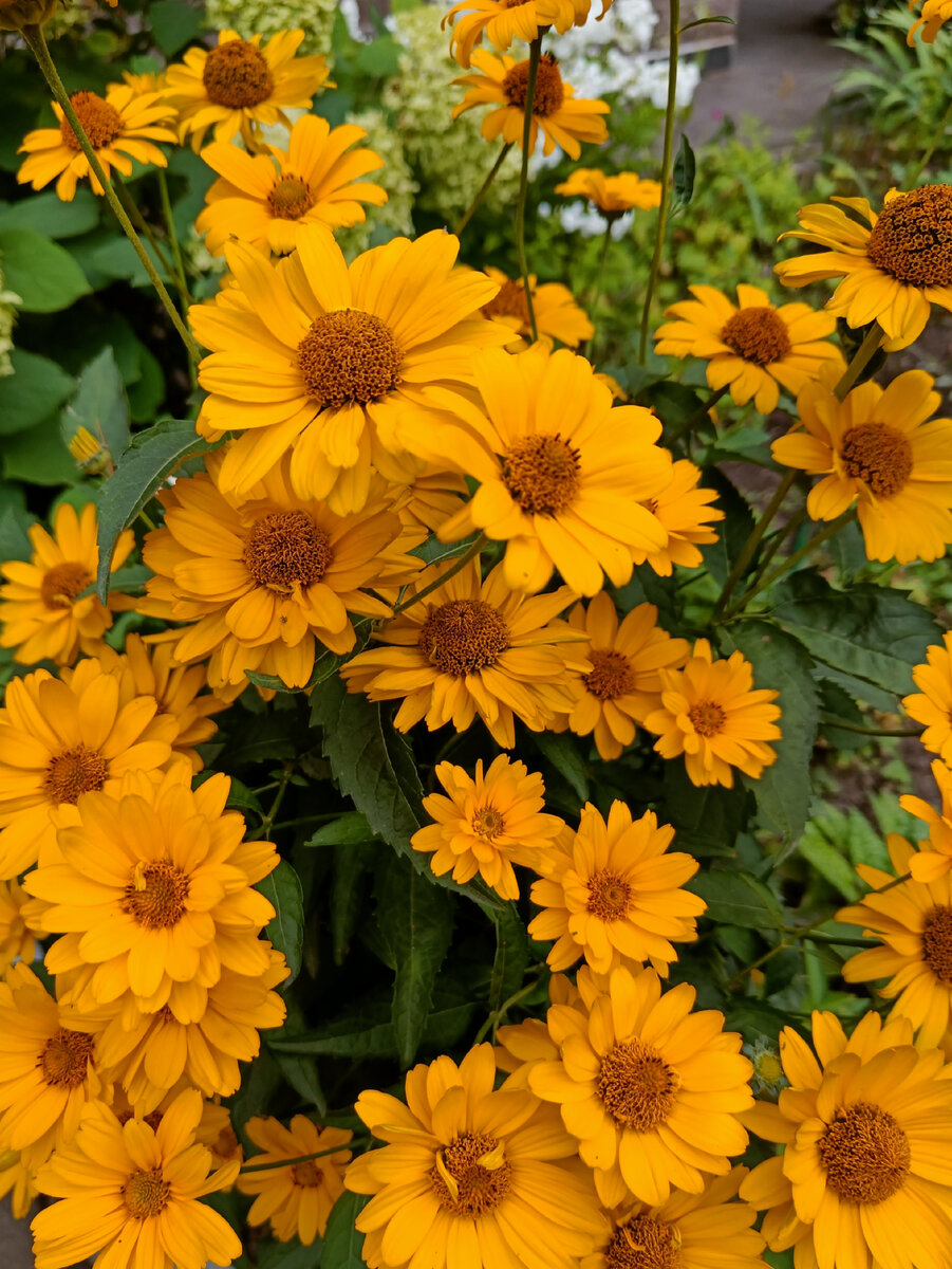 Гелиопсис подсолнечниковидный (Heliopsis helianthoides)