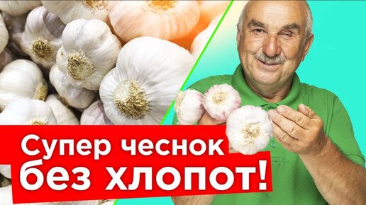 Чеснок удивит небывалым урожаем, если посадить его осенью по всем правилам! Пошаговая посадка чеснока от агронома