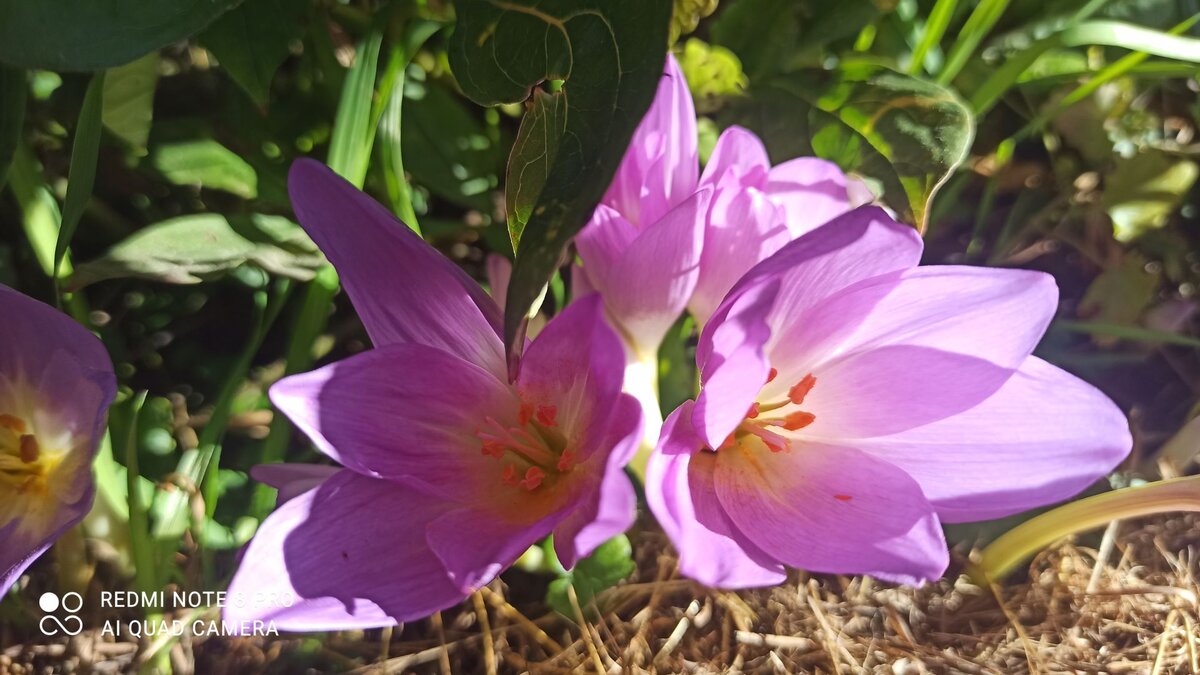 Colchicum Hungaricum