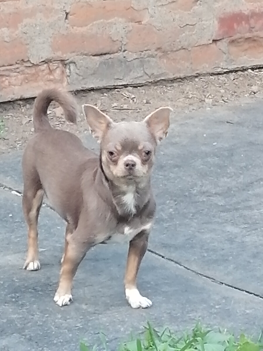 7 cabecitas chihuahua