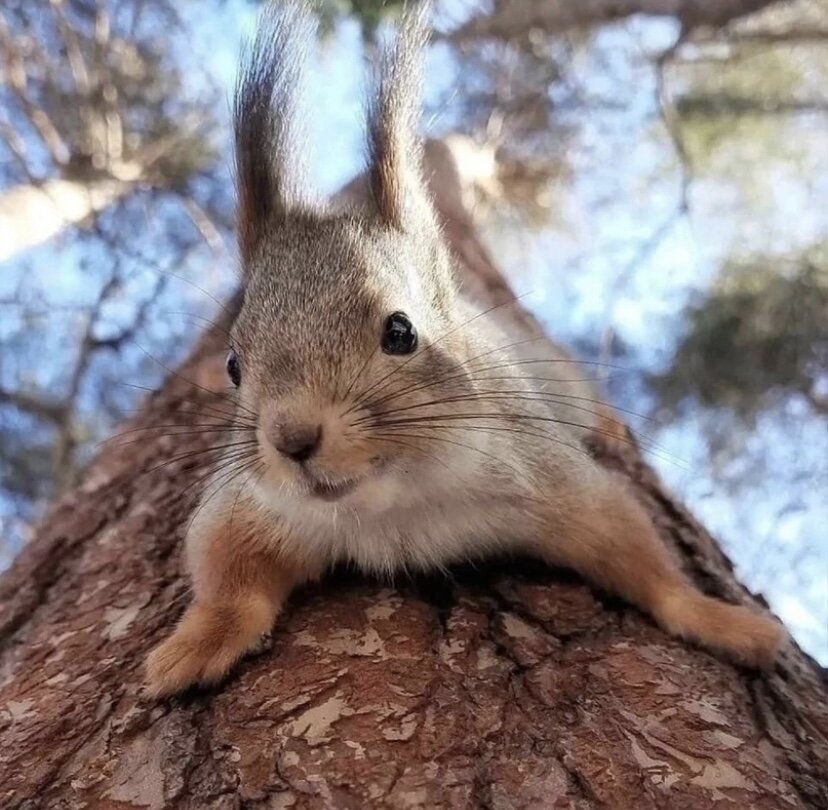 Белка может утонуть в воде, когда намочит свой хвост.