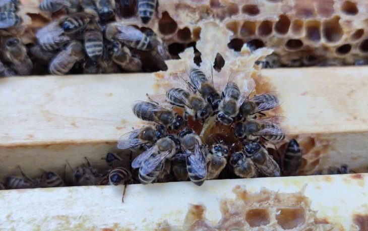    Новую разновидность карпатской пчелы выводит подмосковный пасечник