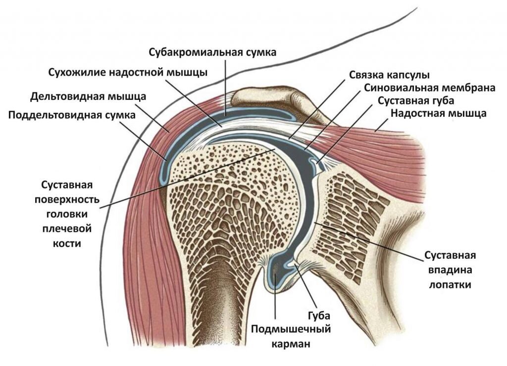 Надостная мышца рисунок