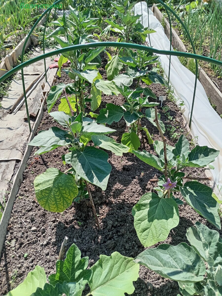 Грядка с баклажанами 2023год. После заморозков.
