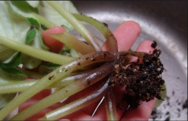 Фузариоз фиалки 