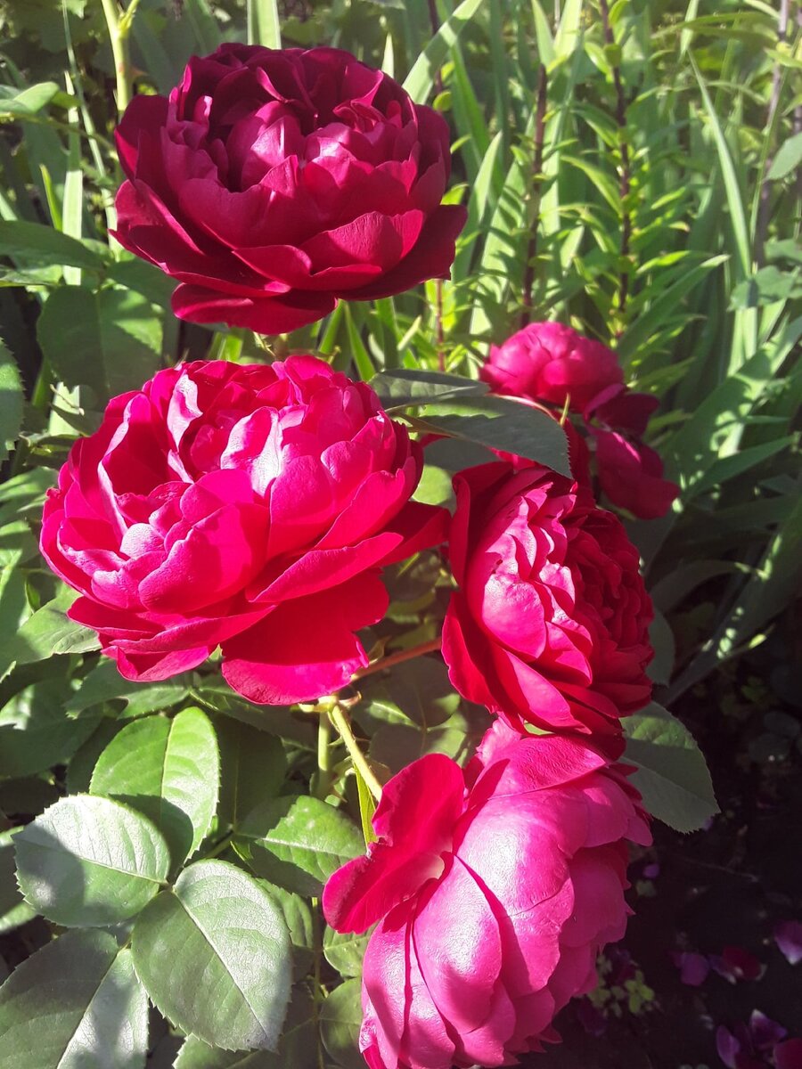 Чайно-гибридная роза, сорт Ascot