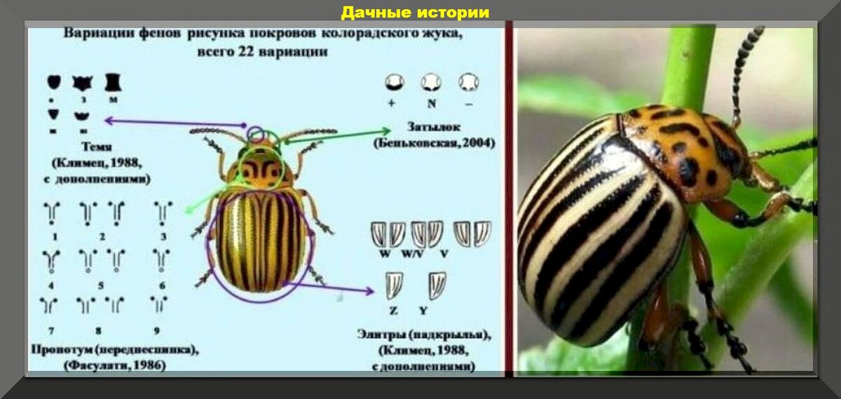 На рисунке изображен жук