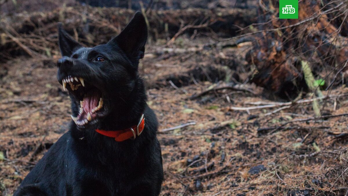    Фото: nickrbolton / unsplash.com